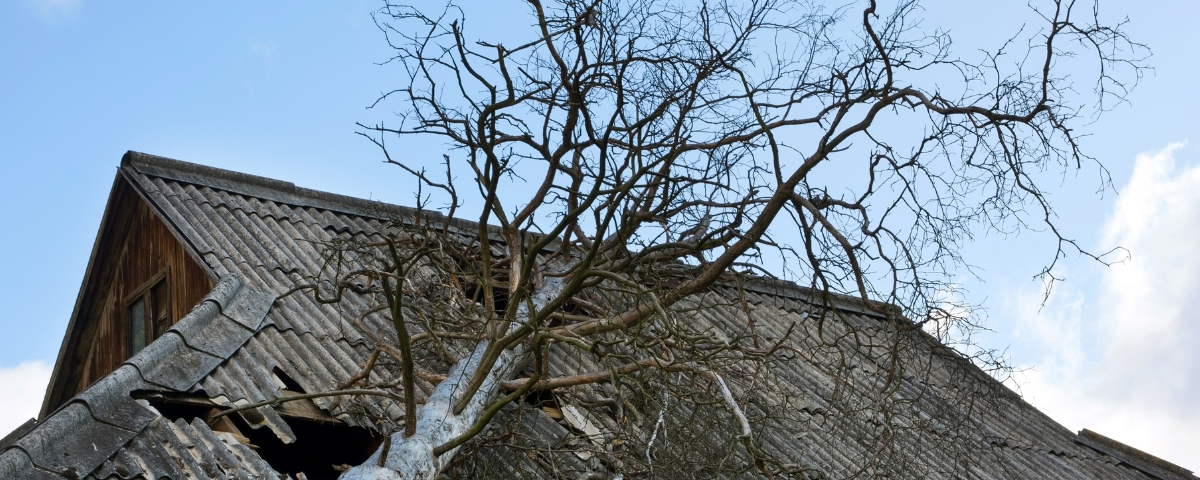 what to do when a tree damages your roof