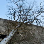 what to do when a tree damages your roof