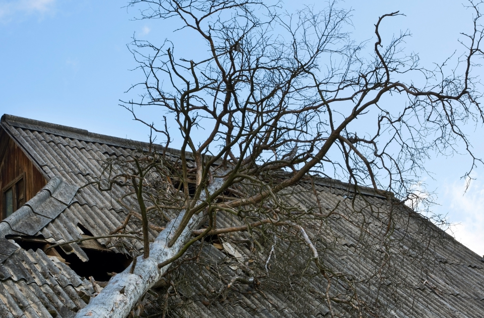 what to do when a tree damages your roof